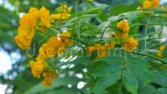 灌木上的黄色小花视频的预览图