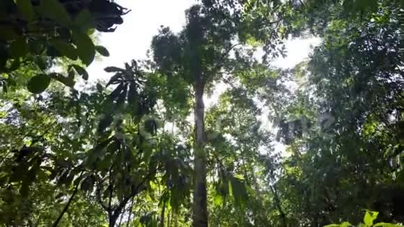 印尼苏拉威西北部雨中的树顶视频的预览图