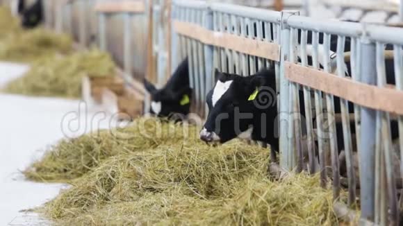 农场里的奶牛和奶牛视频的预览图