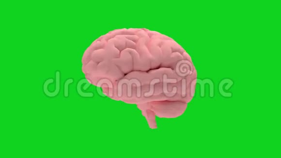 绿色屏幕上分离的转脑三维渲染动画视频的预览图