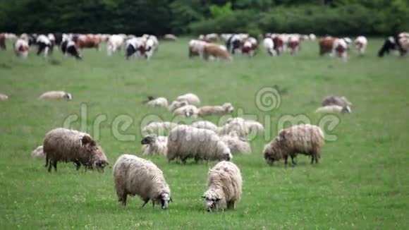 牧场上有一群羊和牛视频的预览图