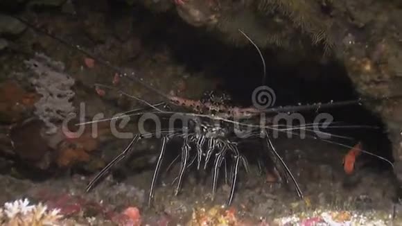 龙虾帕努利病毒视频的预览图