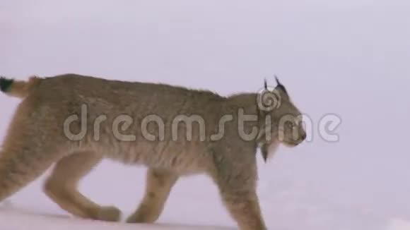 野狼在灌木丛中小跑着走进森林视频的预览图