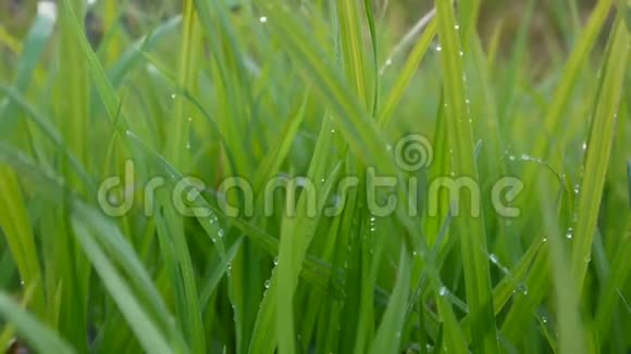 绿草如茵带着水滴宏观美丽的背景春天在风中视频镜头高清鞋式静态相机视频的预览图