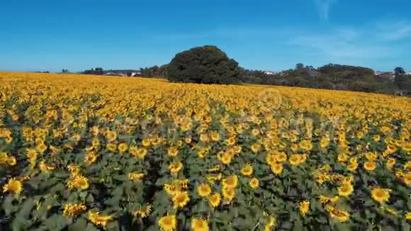 鸟瞰向日葵种植园乡村乡村场景视频的预览图