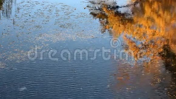 河中黄叶秋树倒影视频的预览图