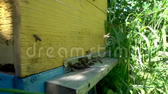 全高清慢镜头很多蜜蜂在养蜂场的蜂巢入口处视频的预览图