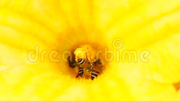 蜜蜂和花粉视频的预览图
