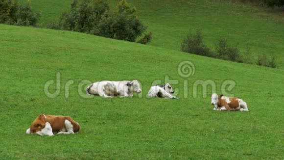 牛躺在高山牧场的绿草上视频的预览图