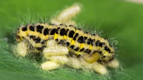 寄生蜂幼虫从毛毛虫中出现视频的预览图