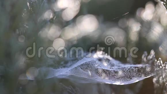 初霜冰晶中的蜘蛛网视频的预览图