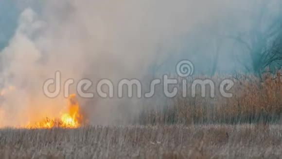 森林草原上可怕的大火深秋干草原草燃烧视频的预览图