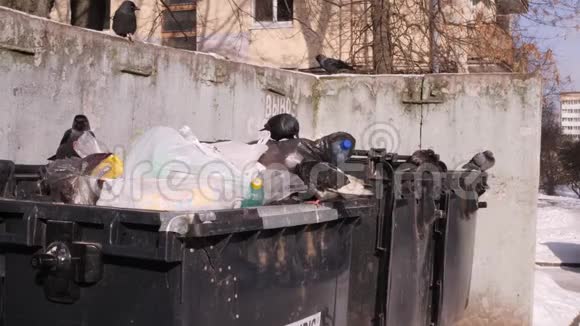 鸟挖垃圾袋城市垃圾场的垃圾箱全球污染与消费社会的概念4kUHD3840视频的预览图