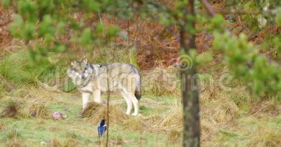 一只灰狼站在森林里守卫着一块肉视频的预览图
