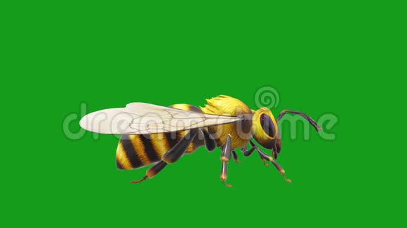 蜜蜂运动图形绿色屏幕背景视频的预览图