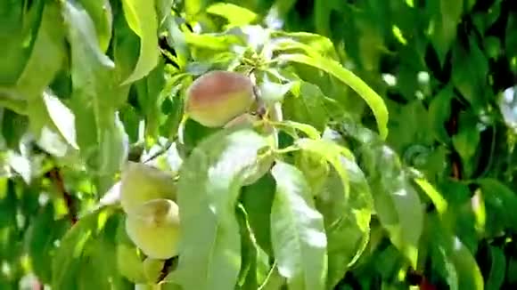 翻江倒海的桃树视频的预览图