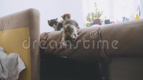两只小猫从沙发上跳下来慢动作视频小猫玩概念两只小猫和猫的生活方式视频的预览图