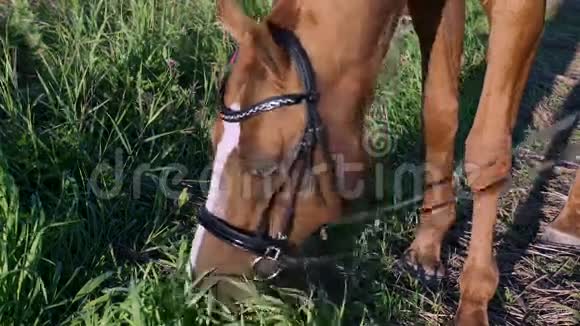 马吃草视频的预览图