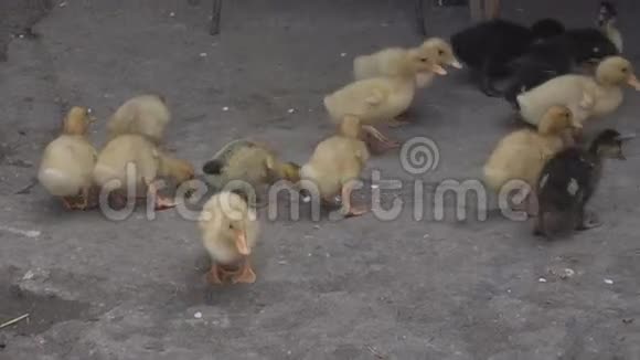 农场里的小黄鸭视频的预览图