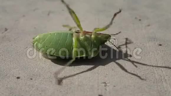 绿盾甲虫试图在一张白色的桌子上打开它的腿视频的预览图