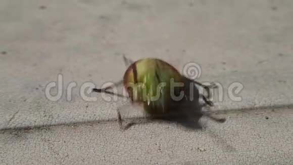 绿色盾牌甲虫幼虫试图在白色桌子上翻腿视频的预览图