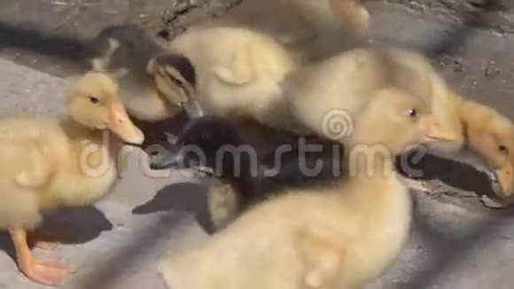 农场里的小黄鸭视频的预览图