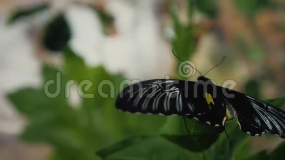 蝴蝶在人的手上自然之美和平与爱的概念视频的预览图