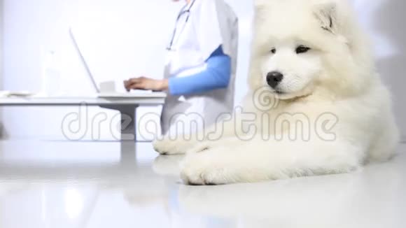兽医用注射器给狗注射疫苗视频的预览图