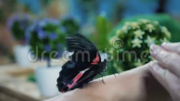 蝴蝶在人的手上自然之美和平与爱的概念视频的预览图