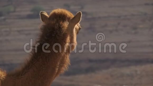 在阿曼的公路上骑骆驼视频的预览图