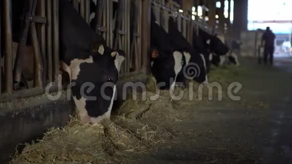 奶农奶牛在现代马厩农民在牲畜牧场工作视频的预览图