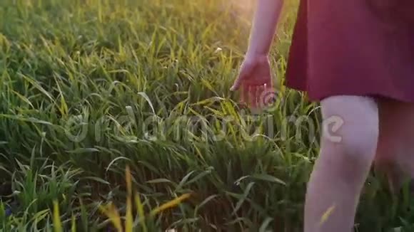 女人的腿在田野里走用手摸着长草穿着暗红色裙子的年轻女孩慢莫稳定射击视频的预览图