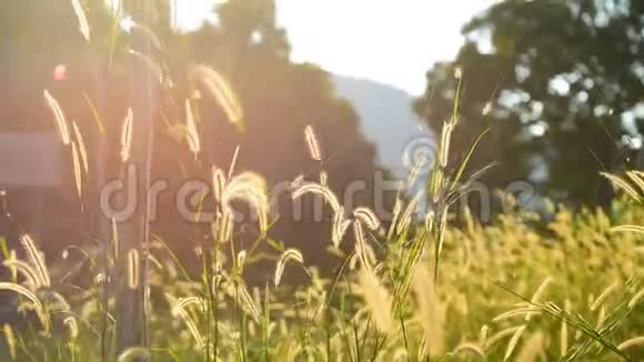 在午后阳光的光辉中草地上的草视频的预览图