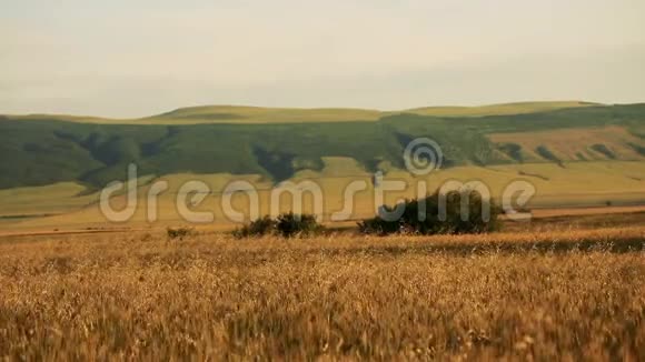 被风吹动的麦田背景上有大山和小树视频的预览图