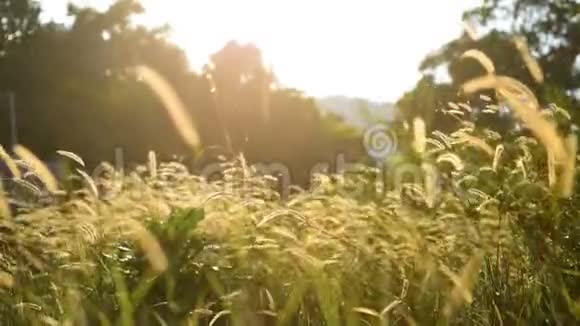 在午后阳光的光辉中草地上的草视频的预览图
