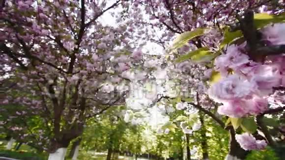樱花枝上的阳光视频的预览图