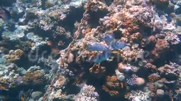 热带鱼以红海的珊瑚礁为食视频的预览图