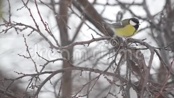 树枝上的土雀飘落的雪视频的预览图