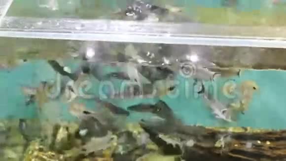 许多水族鱼以纯透明的水为食视频的预览图