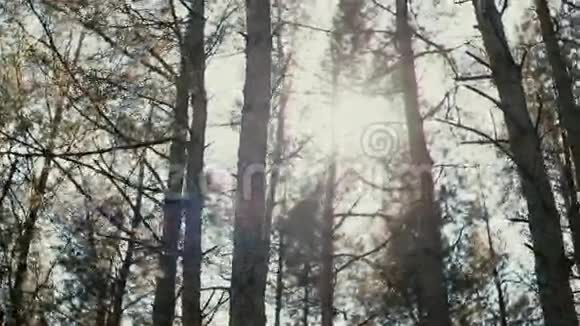 阳光照在森林里的松树之间视频的预览图