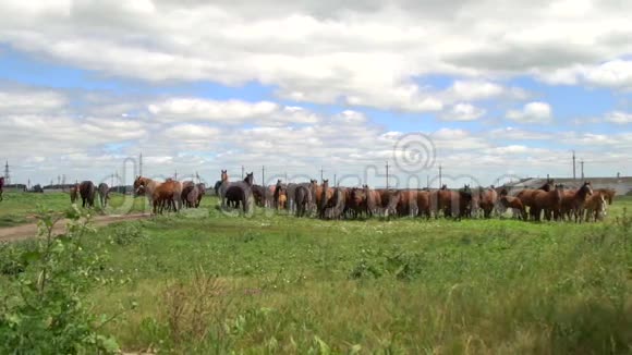 马在绿茵场上的背景电线杆上放牧视频的预览图