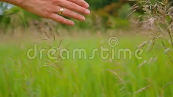 阳光明媚的白天女人的手触摸田野上的草慢动作视频的预览图