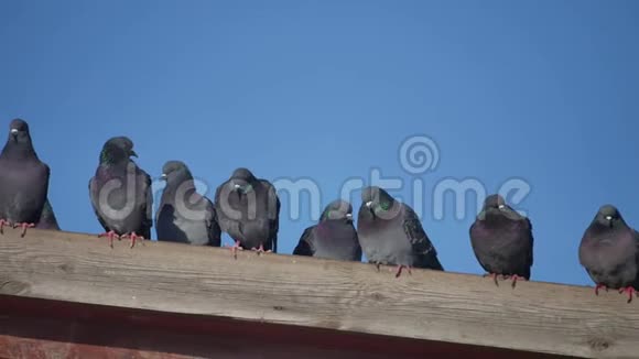 一些野鸽子的鸽子坐在房子的屋顶上蓝天鸽子背景视频的预览图