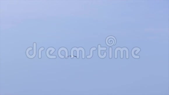 海鸥在蓝色的海面上飞翔和翱翔蓝天上的海鸟视频的预览图