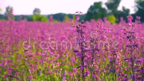 夏天的紫色花田视频的预览图