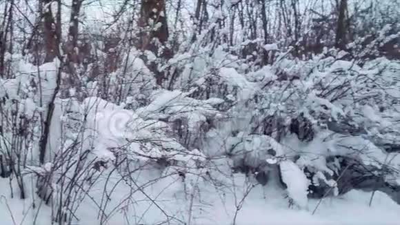 冬天平静的风景雪地灌木惊慌失措循环视频的预览图