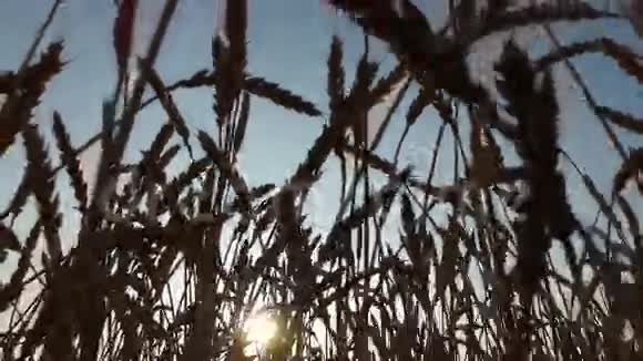 夕阳下茂密的麦田小麦熟了收割面包的时间到了视频的预览图