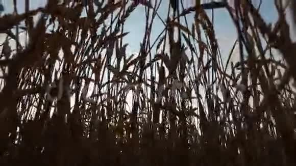 夕阳下茂密的麦田小麦熟了收割面包的时间到了视频的预览图