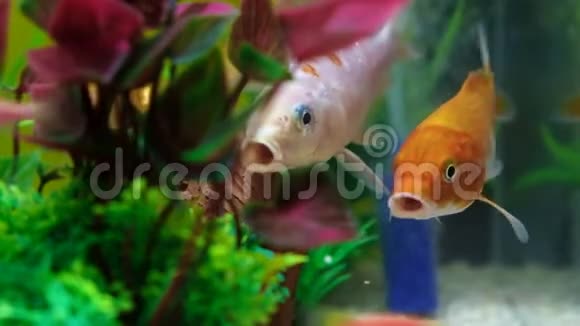 鱼缸或水族馆里的小鱼金色的鱼小狗和红色的鱼有绿色植物的花式鲤鱼水下的4KUHD视频的预览图