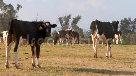 奶牛在农场放牧视频的预览图
